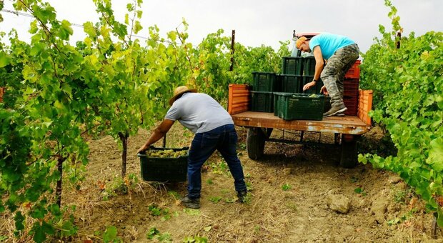 Vendemmia in ritardo, in Veneto previsti 16 milioni di quintali di uva. «Qualità buona ma non eccezionale»