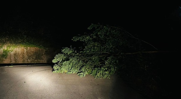 L'albero caduto sulla strada a San Giorgio di Durazzano