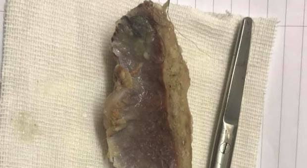 Un osso incastrato nell’esofago, salvato il piccolo cane Floppy