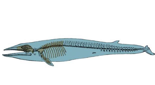 La ricostruzione con i resti rinvenuti del cetaceo colorati in marrone chiaro