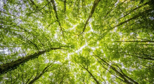 Un milione e mezzo di alberi piantati nel mondo: l'italiana Treedom festeggia il verde traguardo