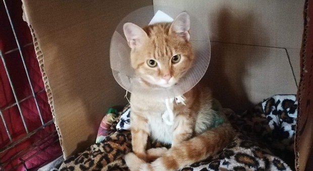 Tigro, 4 mesi, è il gatto randagio di Posina salvato dal sindaco dopo un incidente