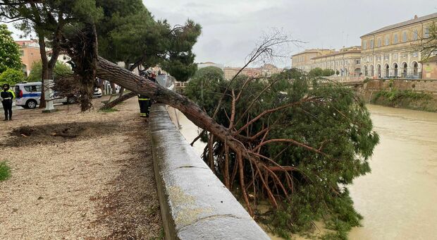 Senigallia, due alberi crollano vicino a dei ragazzini: Il sindaco: «È una tragedia sfiorata»