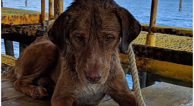 Cane salvato in mare a 135 miglia dalla costa: «Non si sa come ci sia arrivato, è apparso dal nulla»