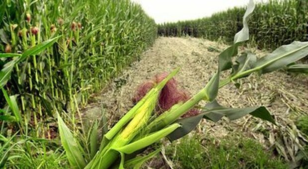 Clima, progetto di ricerca per maggiore resistenza del mais