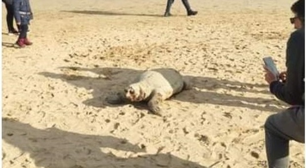 Una delle tartarughe trovate morte in spiaggia