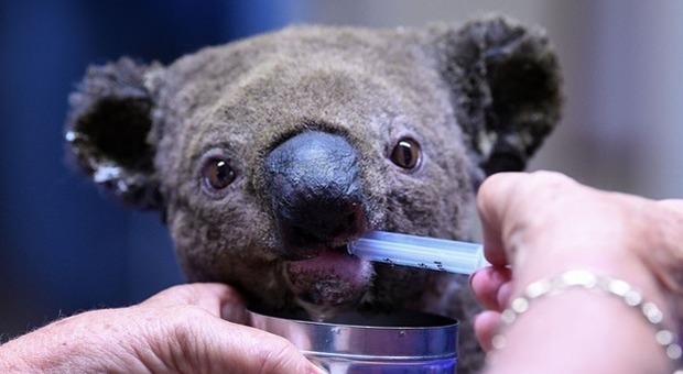 Bimbi ambientalisti alla materna: adottato un koala ferito