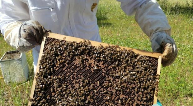 Minori autori di reato al lavoro con le api: così nasce l'impresa apiaria sociale