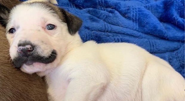 Salvador Dolly, la cucciola "con i baffi". (immagine pubblicata sui social da Hearts & Bones Rescue sede Dallas)