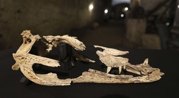 Napoli, spunta un coccodrillo antico nel sottosuolo: «Può essere quello della leggenda»