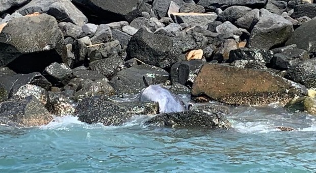 Risveglio triste a Ostia, delfino trovato morto su una scogliera: «Non toccatelo, rischio epidemia»