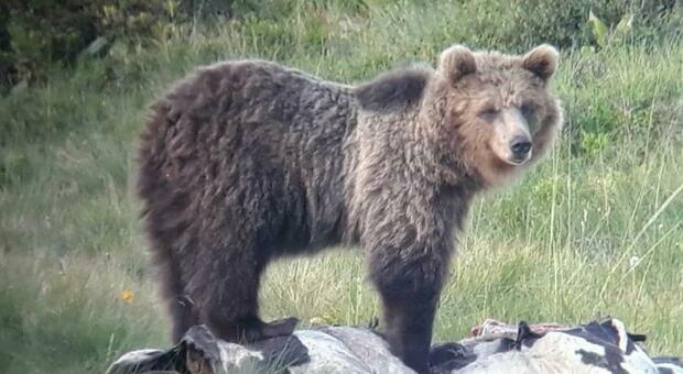 Via libera alla cattura dell'orsa JJ4, il Tar respinge l'istanza degli animalisti