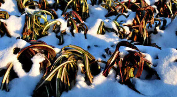 Neve e gelo salvano il radicchio rosso: i produttori respirano
