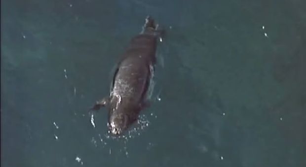 Salento, torna la foca monaca: l'avvistamento a Tricase