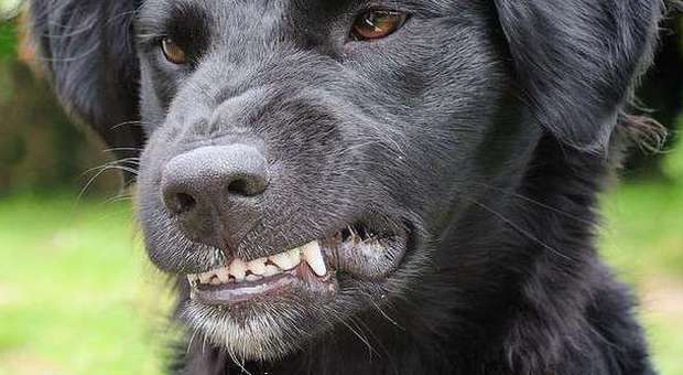 Cane sfugge al controllo dei padroni e azzanna al volto bimba di 5 anni