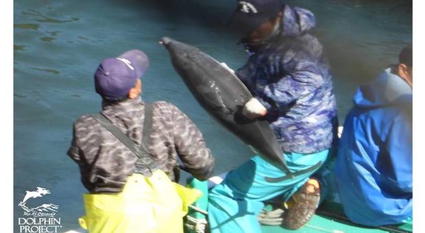 Nuova strage di delfini in Giappone con un cucciolo rapito. (immagini pubblicate da Ric O'Barry's Dolphin Project su Fb)