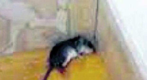 Piovono topi dai tetti: Agenzia sanitaria invasa di ratti, evacuati due piani