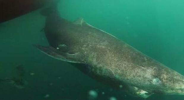 Lo squalo ultracentenario riappare nel Mar dei Caraibi: nato nel 1505, è l'animale più vecchio del mondo