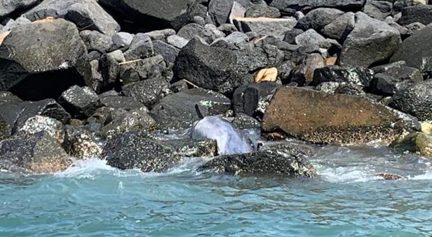 Ostia, delfino trovato morto sugli scogli: «Non toccatelo, rischio epidemia»