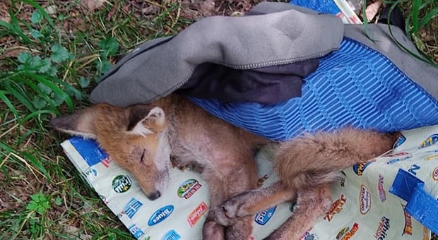 Una volpe ferita in una foto d'archivio del Gazzettino: quella trovata in Comelico è stata lasciata agonizzante per 12 ore