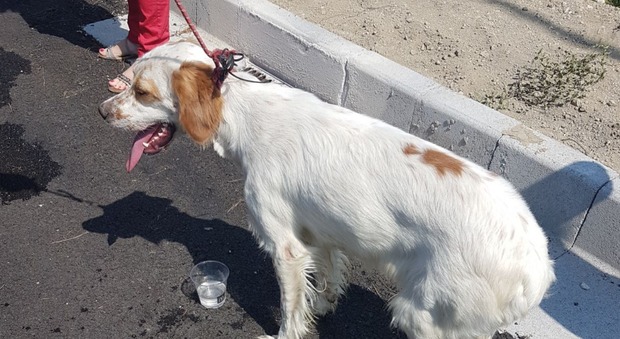 Napoli, cane abbandonato e legato sull'autostrada: salvato dai volontari dell'Enpa
