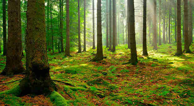 Scempio nel bosco, tagliati 21 pini in un'area tutelata dell'Irpinia