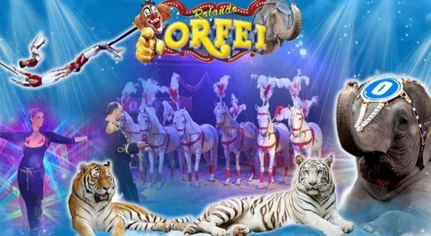Circo Orfei bloccato a Rieti: servono aiuti per gli animali