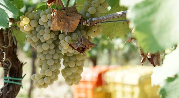 La viticoltura eroica protagonista a Villa Braida - Foto di serena montagnani da Pixabay