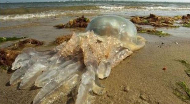 La medusa gigante in Inghilterra