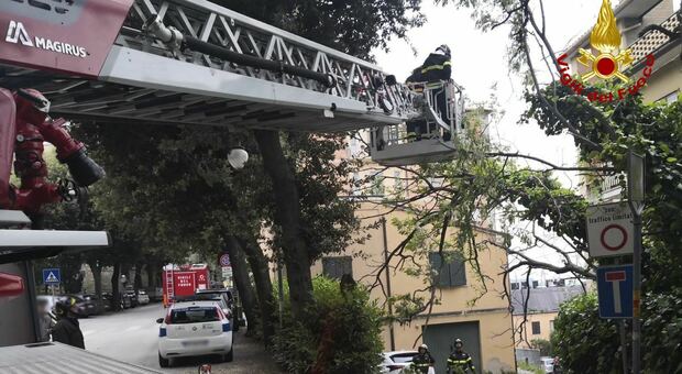 Un albero crolla e piomba su un palazzo: balconi danneggiati in via Fonte Magna