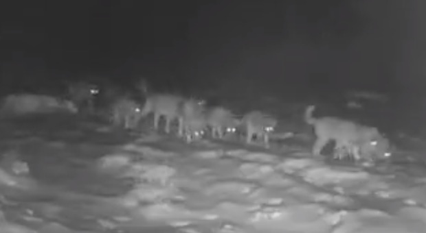 Grosso branco di 11 lupi "padrone" dell'Altopiano nella notte di tempesta