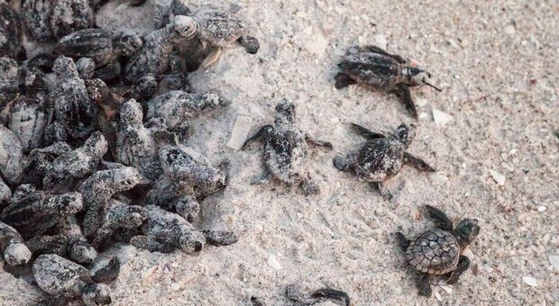 Le tartarughe nate sulle spiagge salernitane
