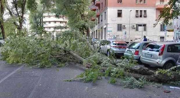 Roma, albero cade al quartiere africano