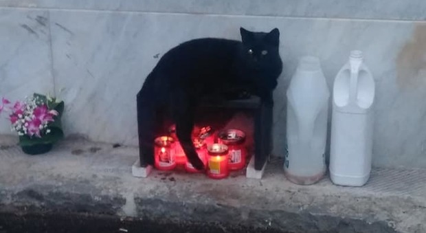 Emergenza gatti randagi tra le tombe di Torre del Greco: «Aiutiamoli, servono cibo e coperte»