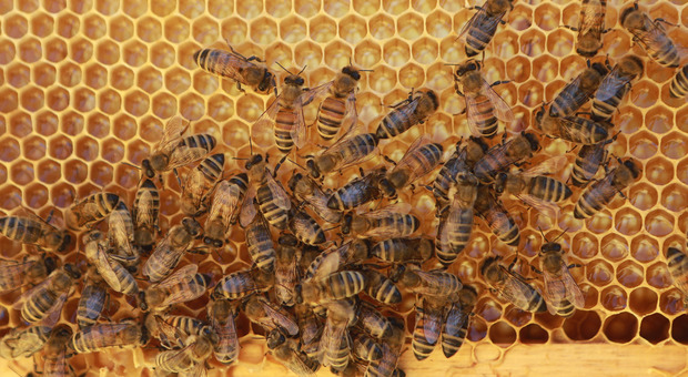 Moria di api in Friuli, sequestrati molti terreni coltivati a mais