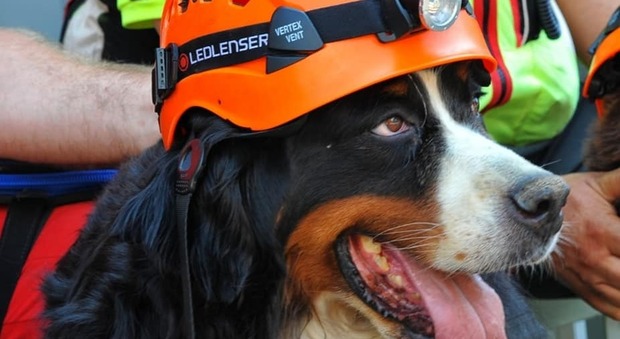 Addio a Kreole, cane eroe di Amatrice: è scomparsa quattro anni dopo il terremoto