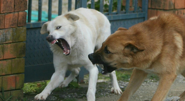 A volte cani inselvatichiti diventano pericolosi, foto di repertorio