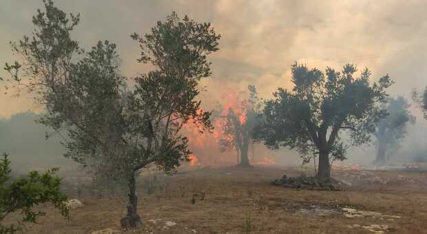Uliveti e arbusti in fiamme: ancora un rogo nel basso Salento