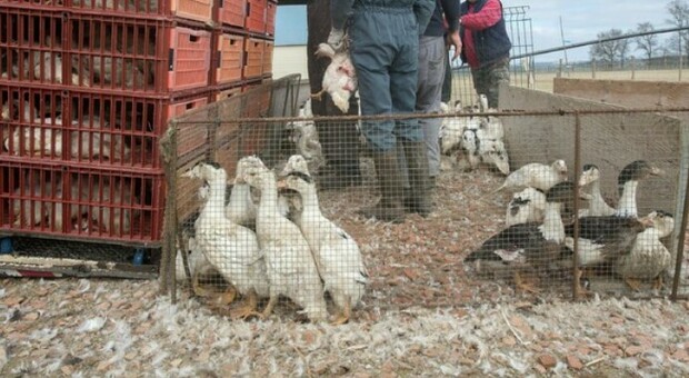 Influenza aviaria in Cina, escalation di casi (umani). L'Oms: «Si rischiano nuove varianti di virus»