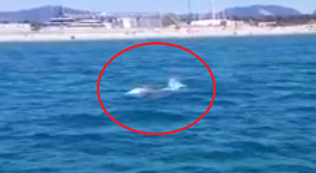 Balena Wally avvistata a Viareggio, le spettacolari immagini su Facebook: «Ha sfiorato il moletto»