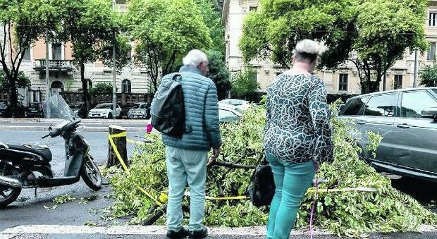 Roma, i rami potati restano in strada: i depositi comunali sono pieni