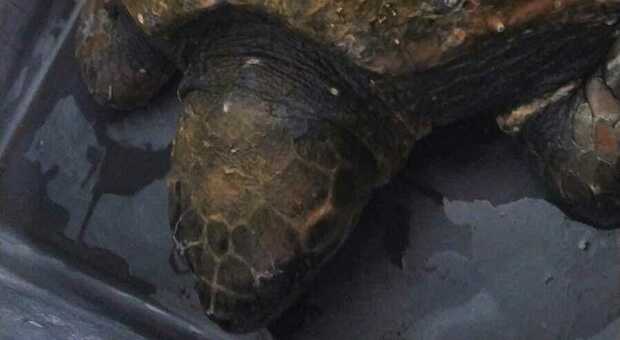 Salento, una tartaruga di grandi dimensioni recuperata a Otranto in fin di vita: l'operazione al centro di Calimera