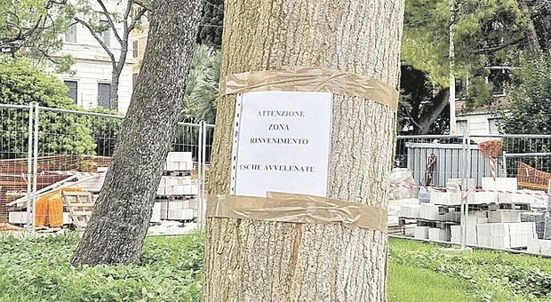 Incubo senza fine per gli animali, bocconi avvelenati e wurstel con chiodi in piazza Cavour