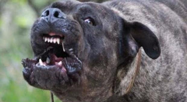Poliziotto aggredito da un cane in strada: gli spara e lo uccide