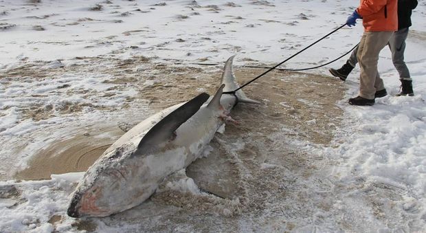 Gelo e temperature choc e gli squali congelano in mare
