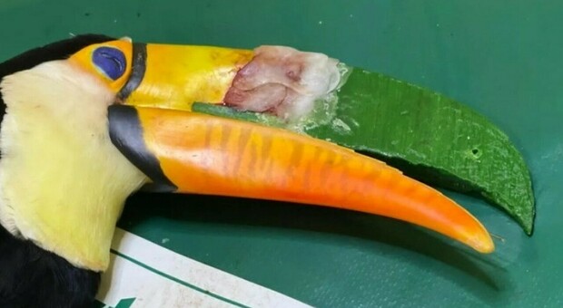 Tucano con il becco lesionato riceve la protesi 3D