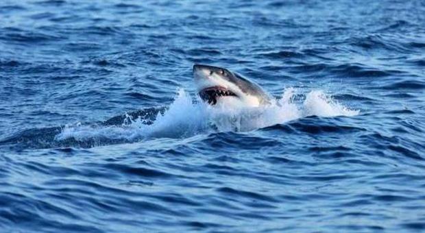 Australia, fa il bagno ma viene attaccato e ucciso da uno squalo