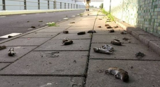 Mistero in Olanda, centinaia di topi si suicidano buttandosi da un ponte