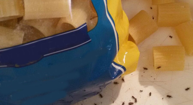 Gli insetti trovati nel pacco di pasta