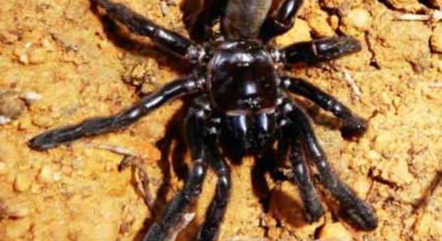 Australia, morto il ragno più vecchio del mondo: ucciso dalla puntura di una vespa